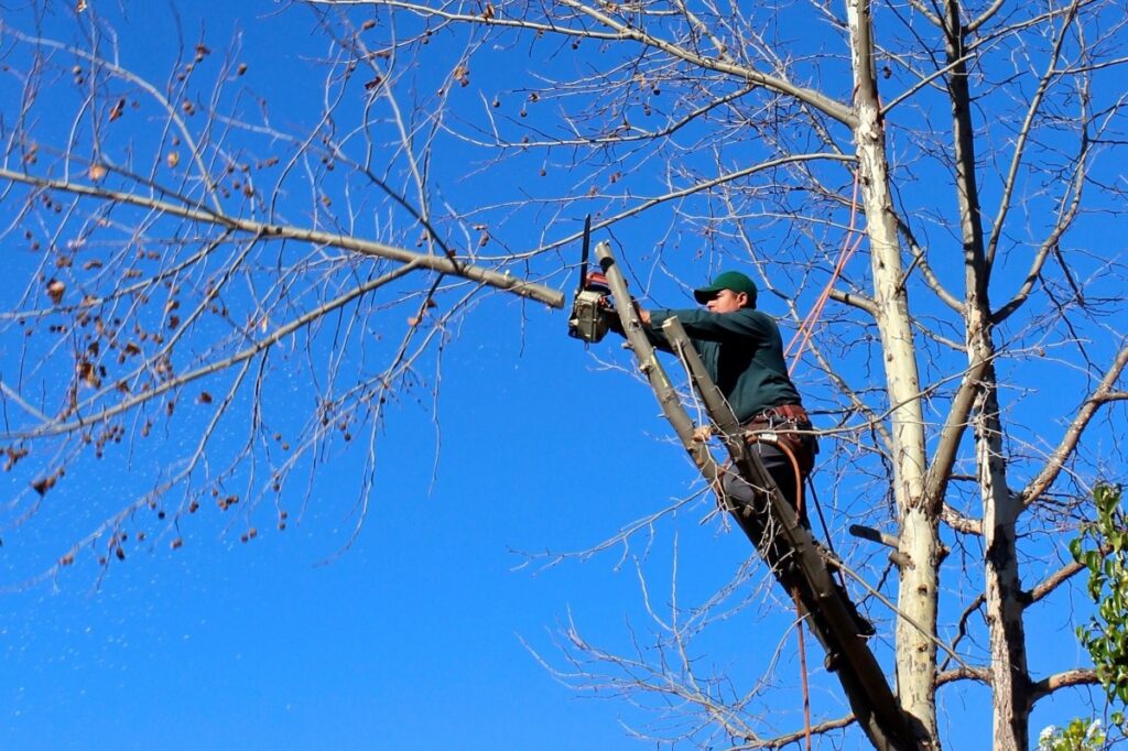 Factors Which Affect The Price Of Tree Trimming
